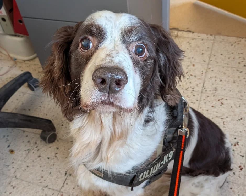 REX, male senior German Shorthaired Pointer for adoption at SPA Laon, Laon