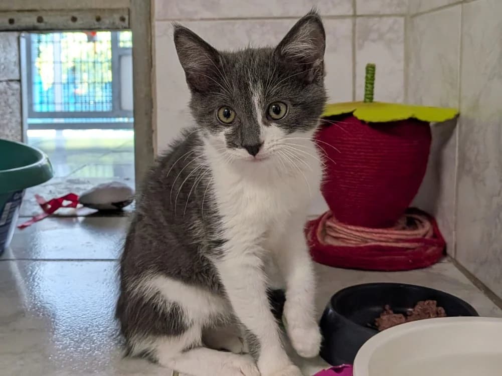 DANETTE, female Mixed Breed for adoption at SPA Laon, Laon