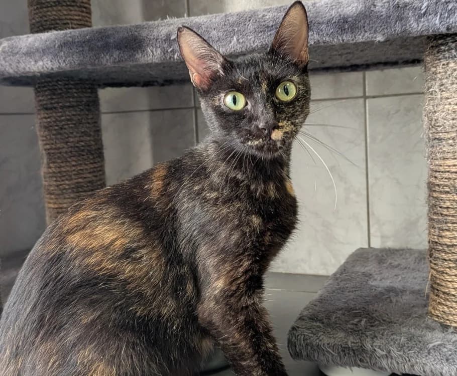 POUPETTE, female young Mixed Breed for adoption at SPA Laon, Laon