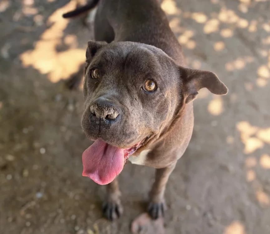 BAMBOO, female 6yo mixed breed for adoption at SPA Laon, Laon
