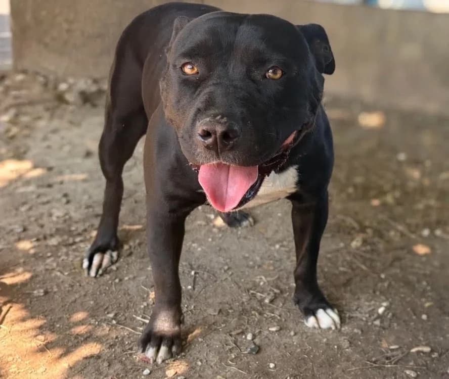 NALA, female 4yo mixed breed for adoption at SPA Laon, Laon