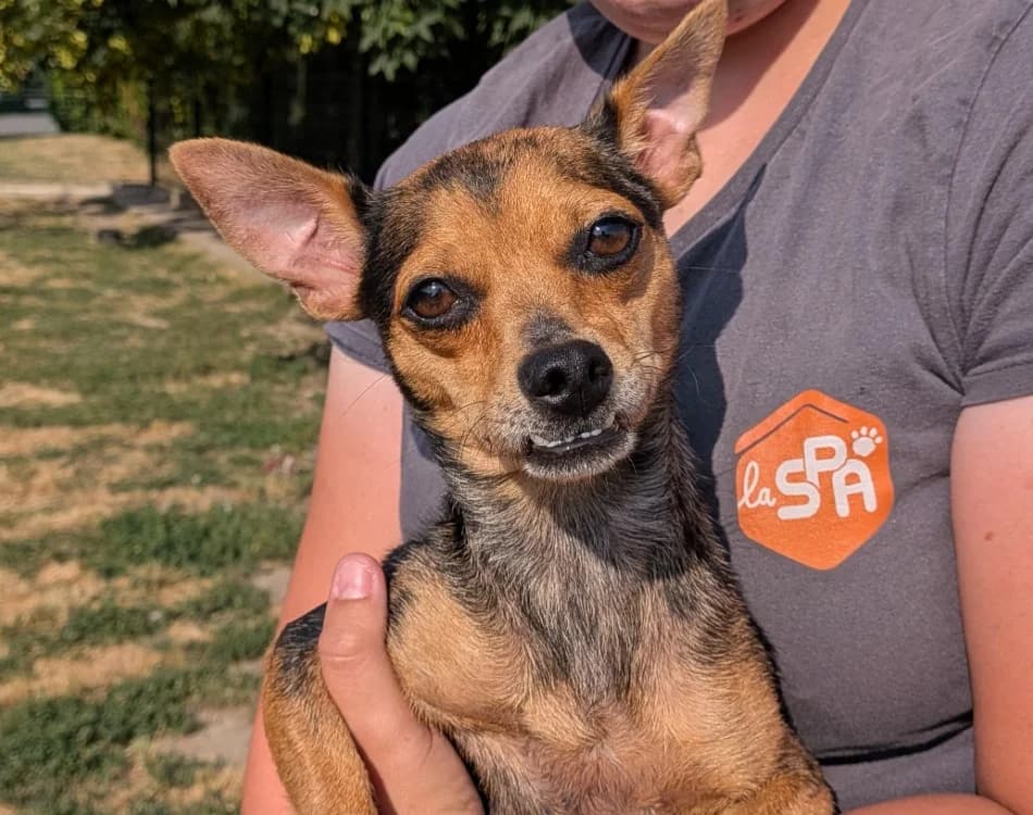 FLEURETTE, female young mixed breed for adoption at SPA Laon, Laon