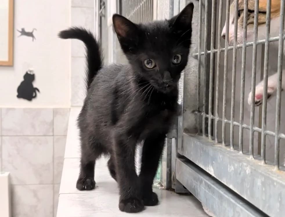 MEEKO, male Mixed Breed for adoption at SPA Laon, Laon