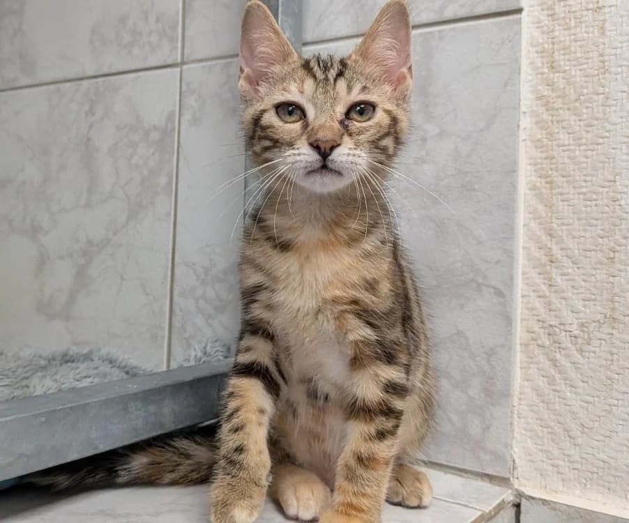 LYDIA (a trouvé sa famille), Mixed Breed (SPA La Roche-sur-Yon)