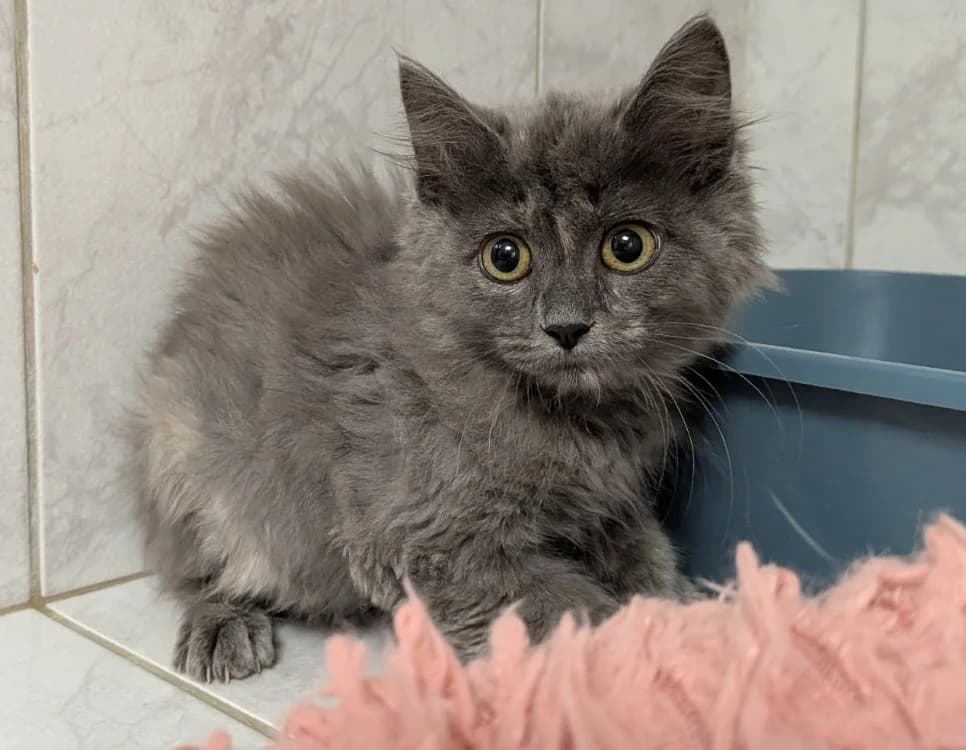 VOLCANA, female Mixed Breed for adoption at SPA Laon, Laon