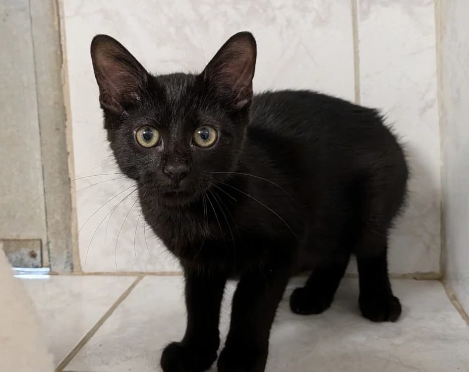 BALOO, male Mixed Breed for adoption at SPA Laon, Laon