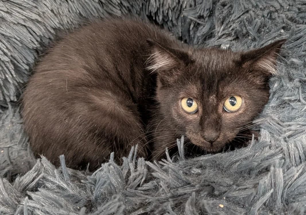 FOLIE, female Mixed Breed for adoption at SPA Laon, Laon