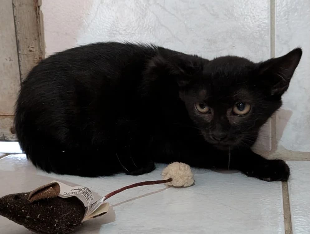 MARCO, male Mixed Breed for adoption at SPA Laon, Laon