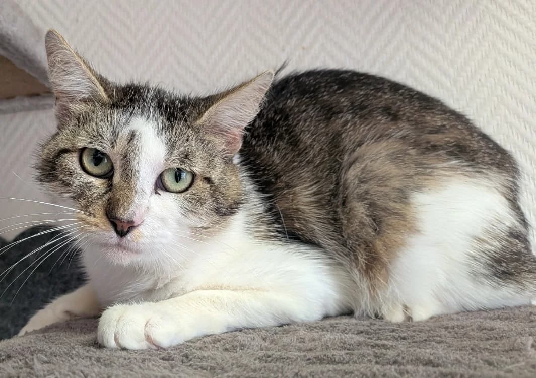 DALI, male 6yo Mixed Breed for adoption at SPA Laon, Laon