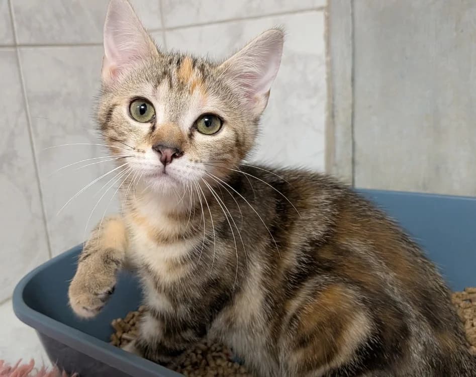TROOPER, female Mixed Breed for adoption at SPA Laon, Laon