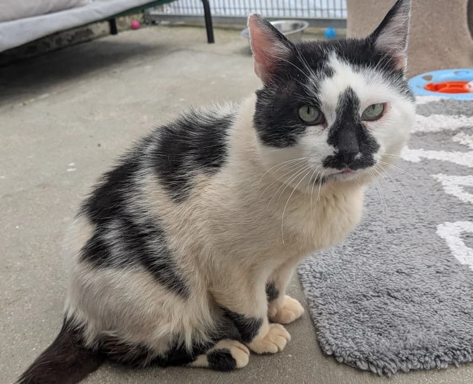 DONALD, male senior mixed breed for adoption at SPA Laon, Laon