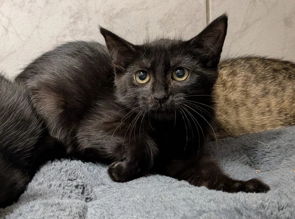 VANIA, female Mixed Breed for adoption at SPA Laon, Laon