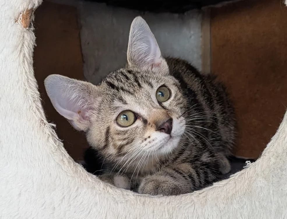 Storm, female Mixed Breed for adoption at Haute-Marne), Voillecomte