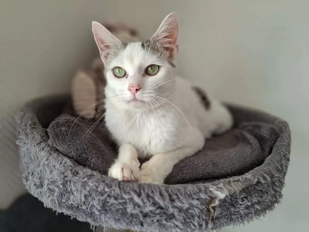 REVE, female 3yo Mixed Breed for adoption at SPA Laon, Laon