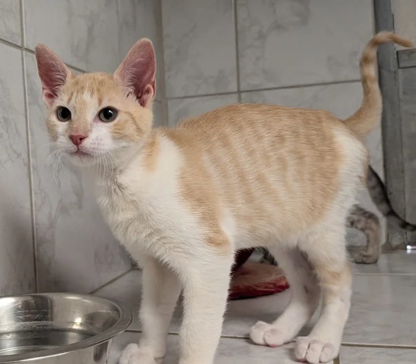ZINO, male Mixed Breed for adoption at SPA Laon, Laon