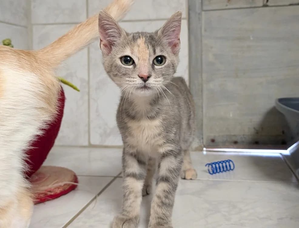 ZIA, female Mixed Breed for adoption at SPA Laon, Laon