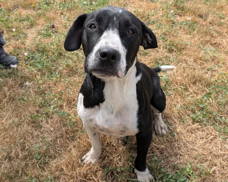 SNOOPY, male Mixed Breed for adoption at SPA Laon, Laon