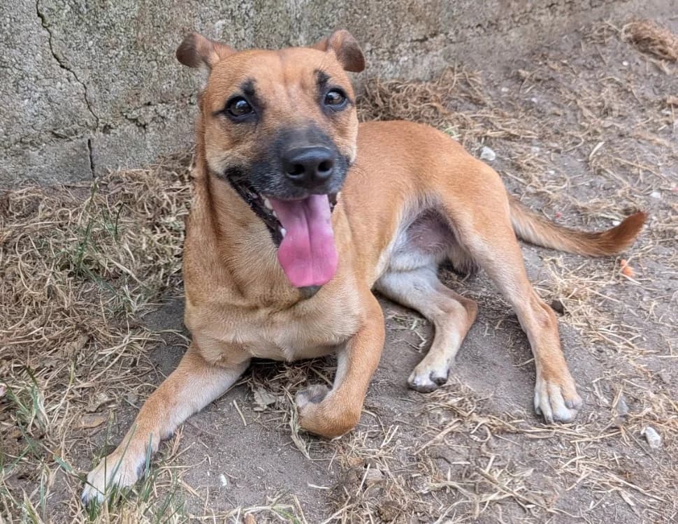 Titus, male mixed breed for adoption at SPA Laon, Laon