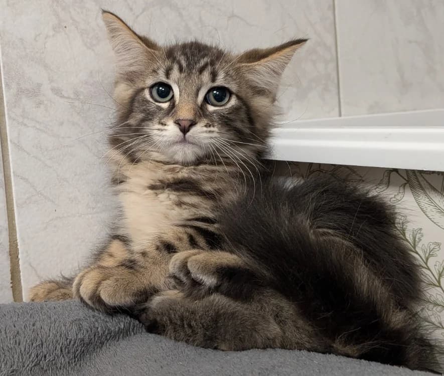 LOUPIOTTE, male Mixed Breed for adoption at SPA Laon, Laon