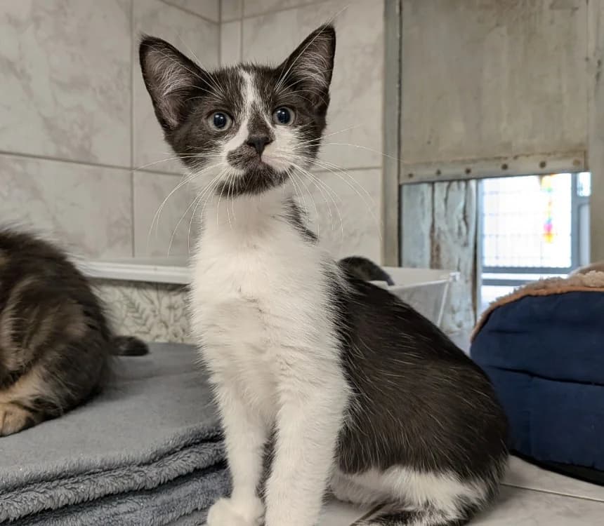 CHAPELIER, male Mixed Breed for adoption at SPA Laon, Laon