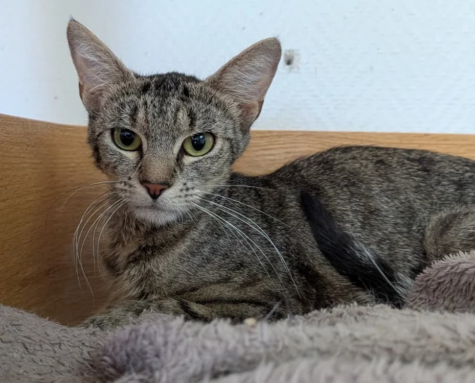 DUCHESSE, female 5yo Mixed Breed for adoption at SPA Laon, Laon