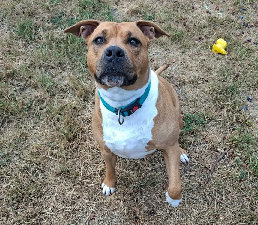 KALLY, female 5yo American Staffordshire Terrier for adoption at SPA Laon, Laon