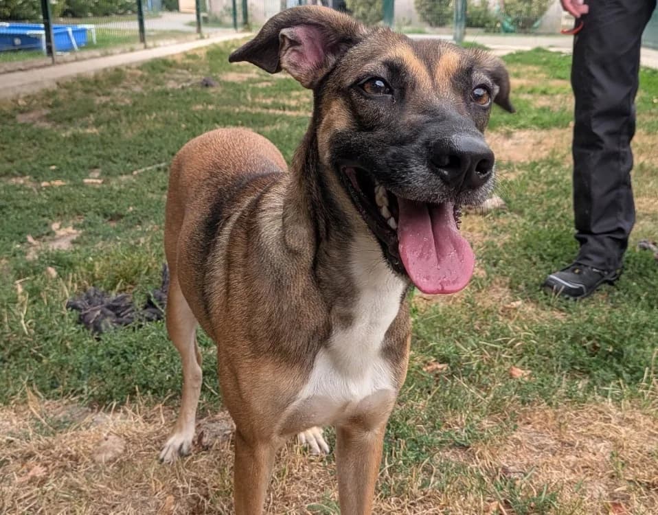 Zelie, female young Mixed Breed for adoption at SPA Laon, Laon