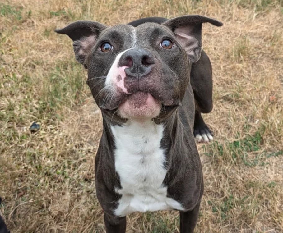 Chance, male young Mixed Breed for adoption at SPA Laon, Laon