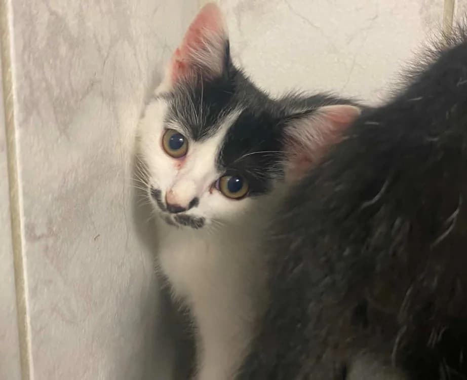 AZIA, female Mixed Breed for adoption at SPA Laon, Laon