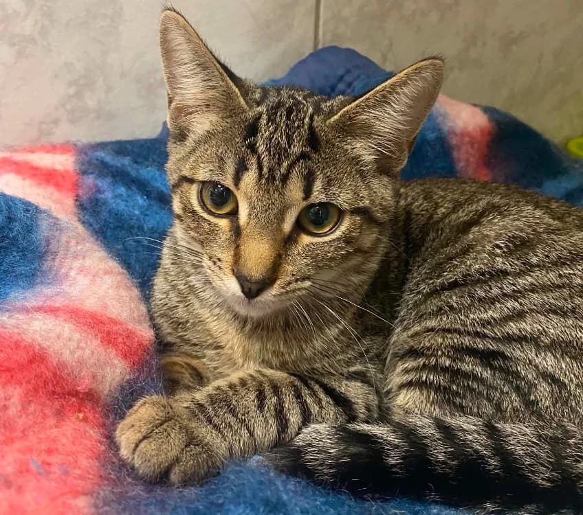 PANINI, female Mixed Breed for adoption at SPA Laon, Laon