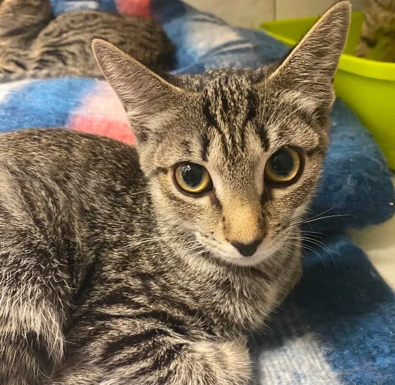 PASTA, female Mixed Breed for adoption at SPA Laon, Laon