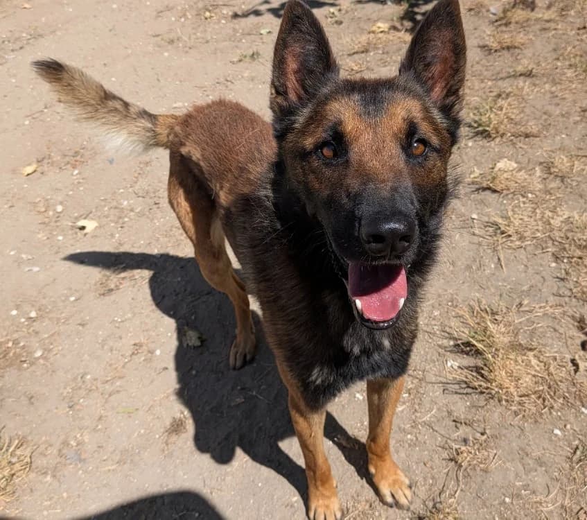 TIGER, male young Belgian Malinois for adoption at SPA Laon, Laon