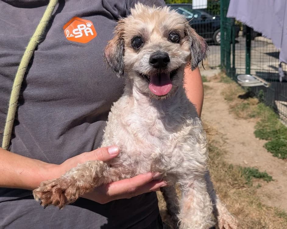 BAMBINO, male senior Mixed Breed for adoption at SPA Laon, Laon
