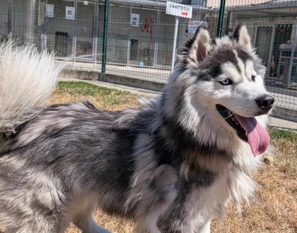 SKOLL, male young Alaskan Malamute for adoption at SPA Laon, Laon