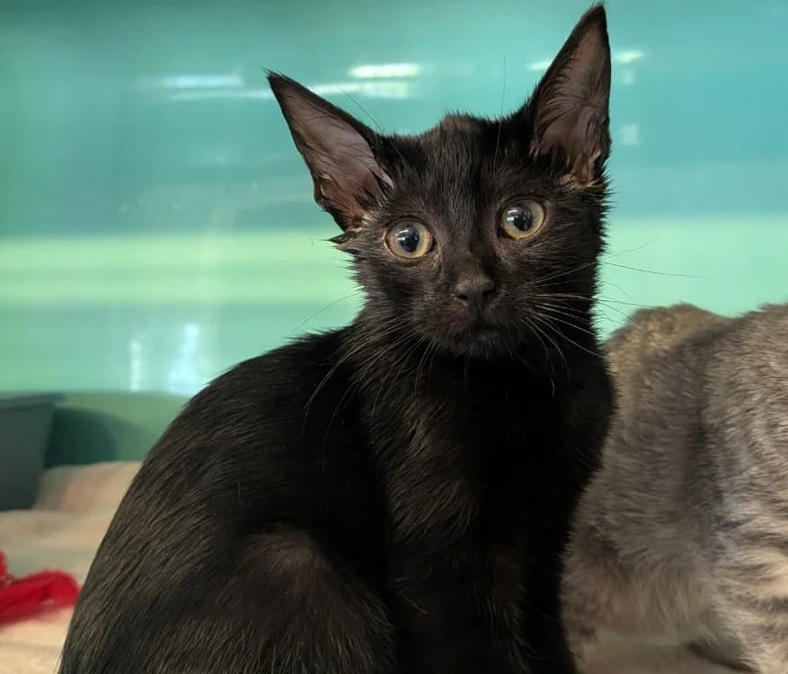 MINATA, female Mixed Breed for adoption at SPA Laon, Laon