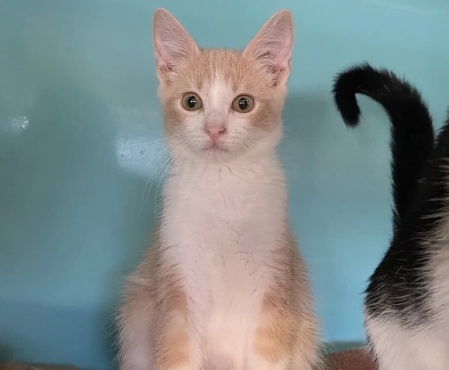 NAMAN, male Mixed Breed for adoption at SPA Laon, Laon