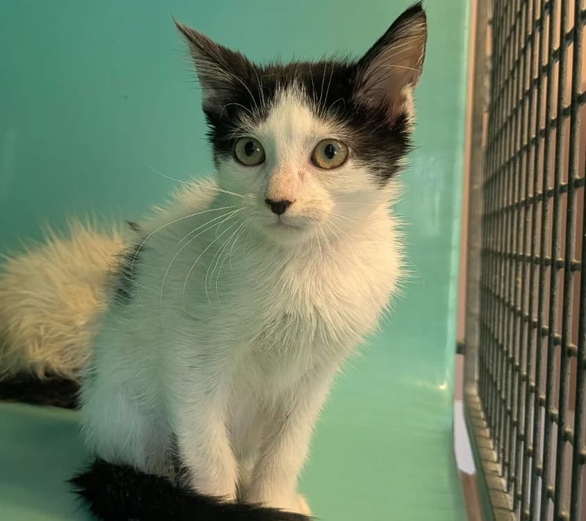 NOODLE, male Mixed Breed for adoption at SPA Laon, Laon