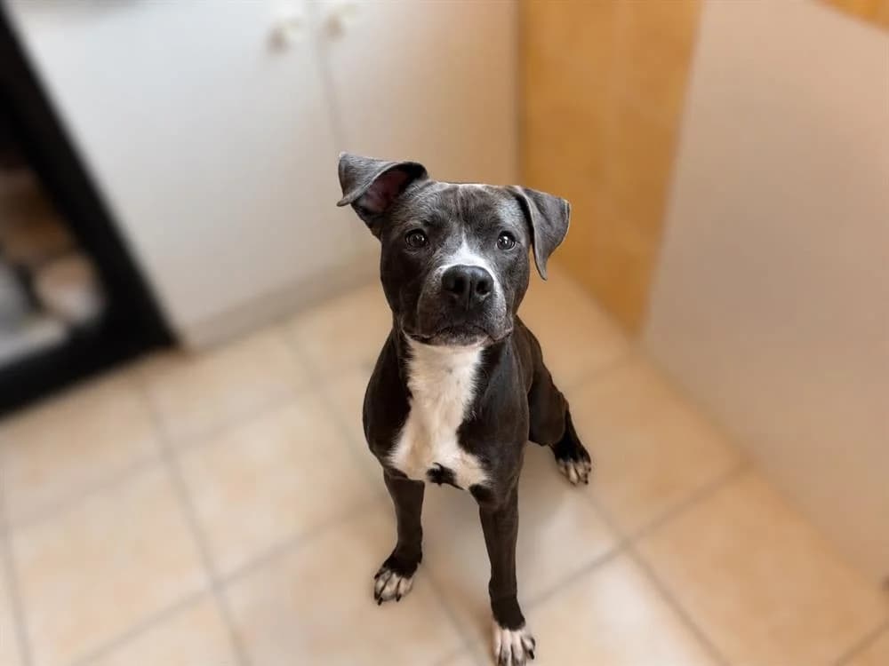 AÏKO, male Mixed Breed for adoption at SPA Laon, Laon