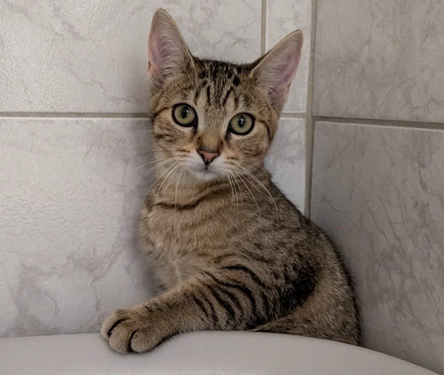 CHEESE, female Mixed Breed for adoption at SPA Laon, Laon