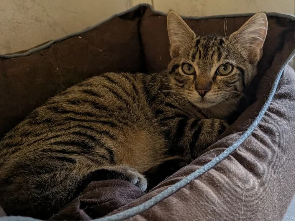 MATH, male Mixed Breed for adoption at SPA Laon, Laon