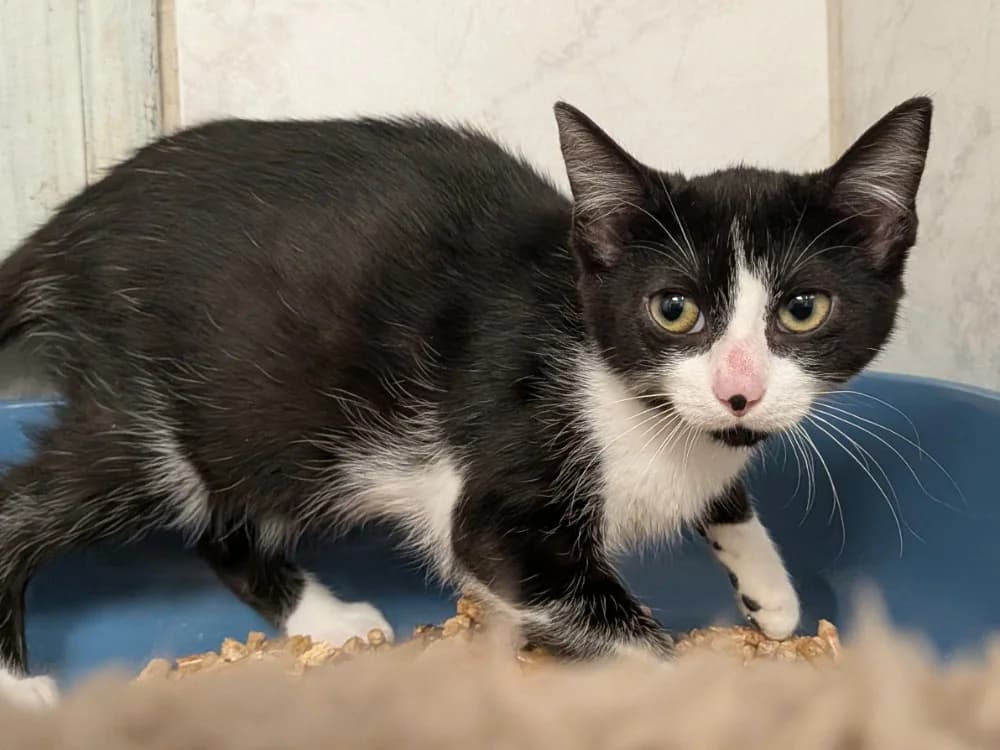 PALUCHETTE, female Mixed Breed for adoption at SPA Laon, Laon