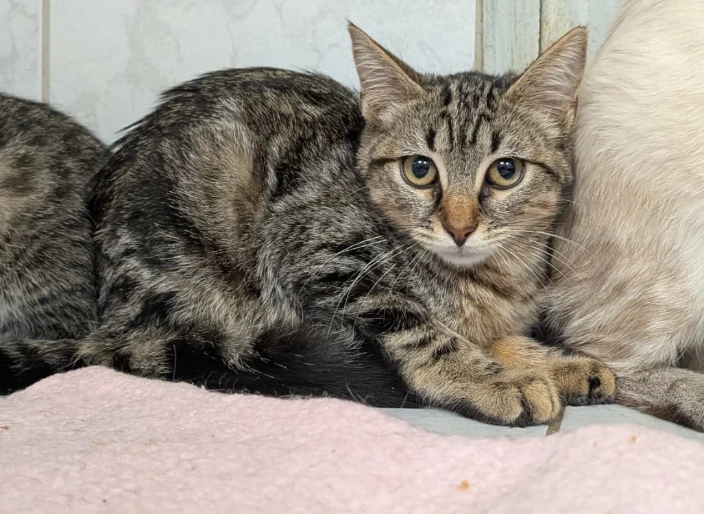 KRETA, female Mixed Breed for adoption at SPA Laon, Laon