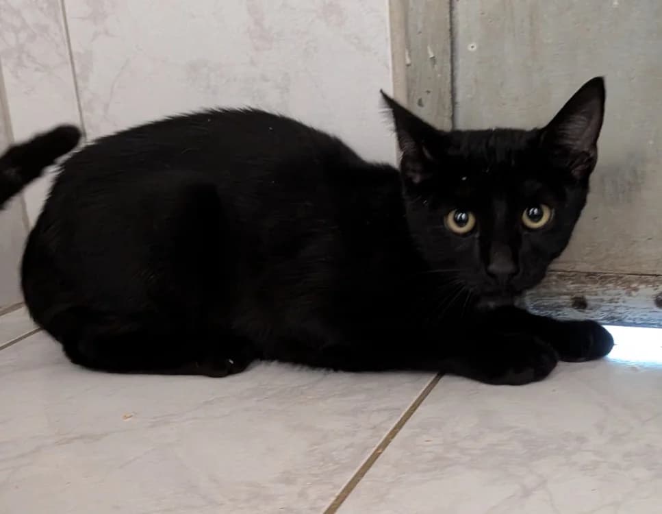 LOOPING, male Mixed Breed for adoption at SPA Laon, Laon