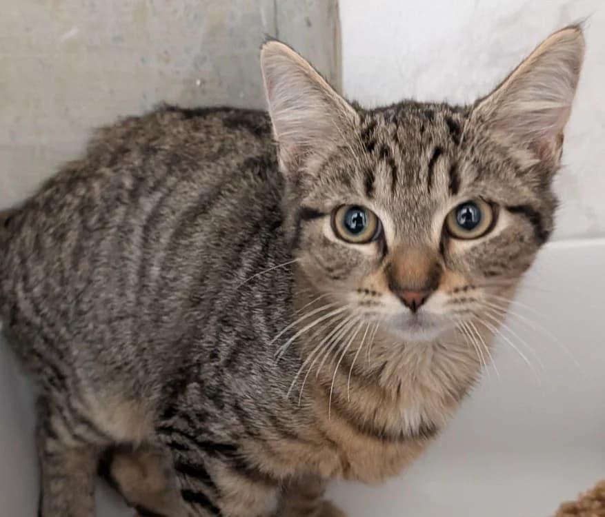 ALYA, female mixed breed for adoption at SPA Laon, Laon