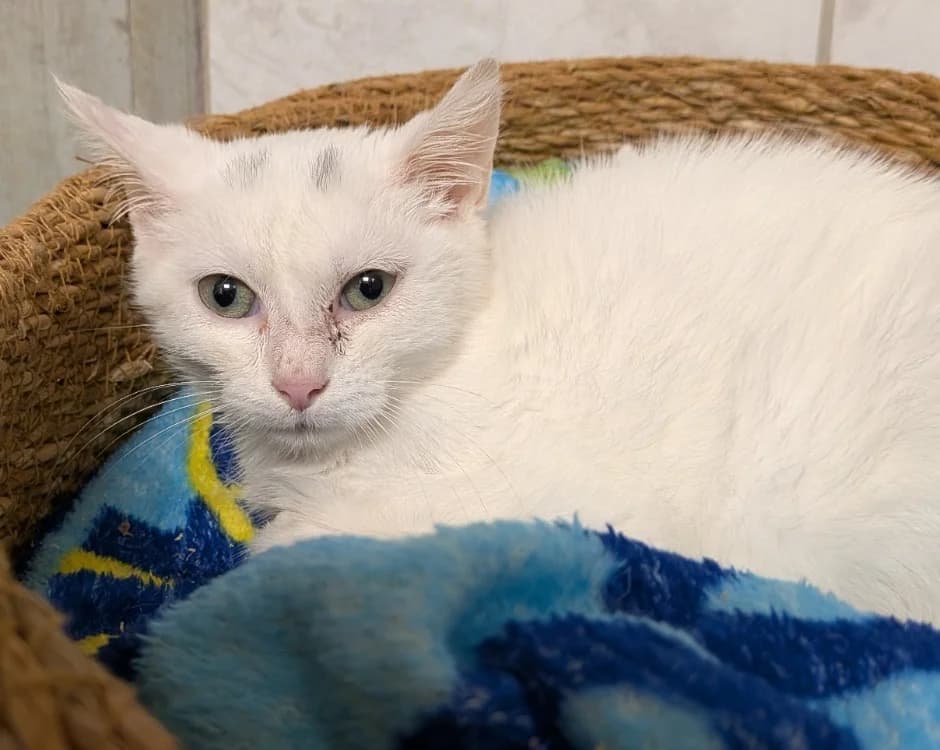 BLANCO, male Staffordshire Bull Terrier for adoption at SPA Laon, Laon