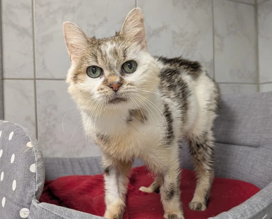 SUZANNE, female Mixed Breed for adoption at SPA Laon, Laon