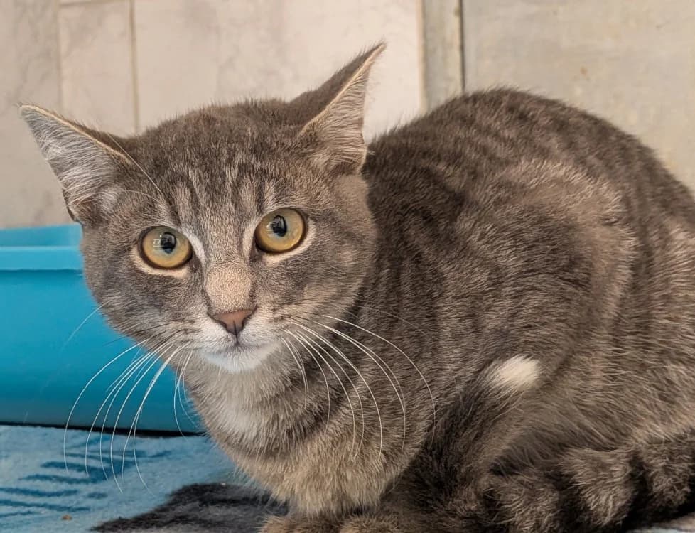 doros, male Mixed Breed for adoption at SPA Laon, Laon