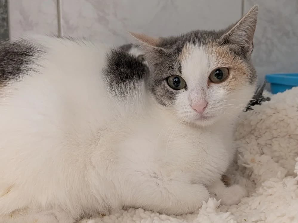 doris, female Mixed Breed for adoption at SPA Laon, Laon