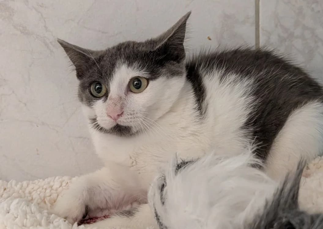 tonix, male Mixed Breed for adoption at SPA Laon, Laon