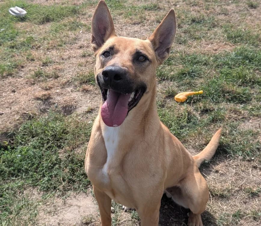 SAHARA, female young Mixed Breed for adoption at SPA Laon, Laon